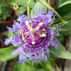 Incense Passion Flower Live Plant – 5-9 in Tall Fragrant Purple Vine – Outdoor - Image 2