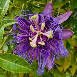 Incense Passion Flower Live Plant – 5-9 in Tall Fragrant Purple Vine – Outdoor - Image 3