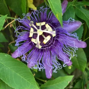 Incense Passion Flower Live Plant – 5-9 in Tall Fragrant Purple Vine – Outdoor - Image 4