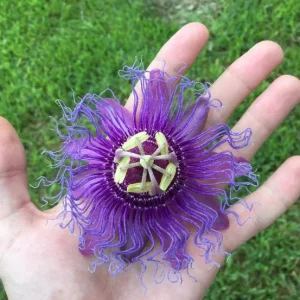 Incense Passion Flower Live Plant – 5-9 in Tall Fragrant Purple Vine – Outdoor - Image 5