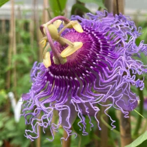 Incense Passion Flower Live Plant – 5-9 in Tall Fragrant Purple Vine – Outdoor - Image 6
