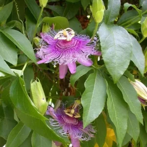 Incense Passion Flower Live Plant – 5-9 in Tall Fragrant Purple Vine – Outdoor - Image 7
