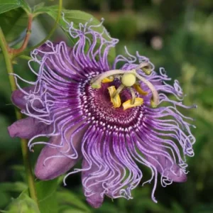 Incense Passion Flower Live Plant – 5-9 in Tall Fragrant Purple Vine – Outdoor - Image 1