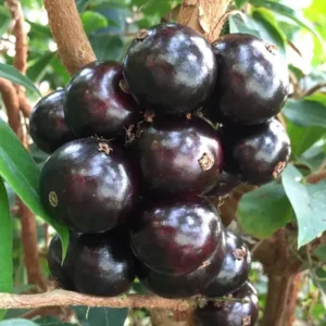 Jaboticaba Live Plant – 4 inch Pot – Tropical Fruit Tree – Container Friendly - Image 2