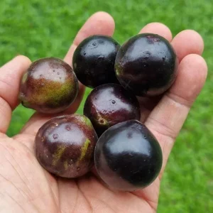 Jaboticaba Live Plant – 4 inch Pot – Tropical Fruit Tree – Container Friendly - Image 3