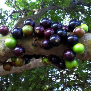 Jaboticaba Live Plant – 4 inch Pot – Tropical Fruit Tree – Container Friendly - Image 4