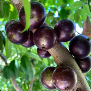 Jaboticaba Live Plant – 4 inch Pot – Tropical Fruit Tree – Container Friendly - Image 6