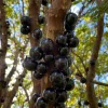 Jaboticaba Live Plant – 4 inch Pot – Tropical Fruit Tree – Container Friendly - Image 1
