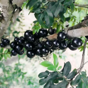 Jaboticaba Live Starter Plant – 1 ft Tall Tropical Fruit Tree – Rooted - Image 2
