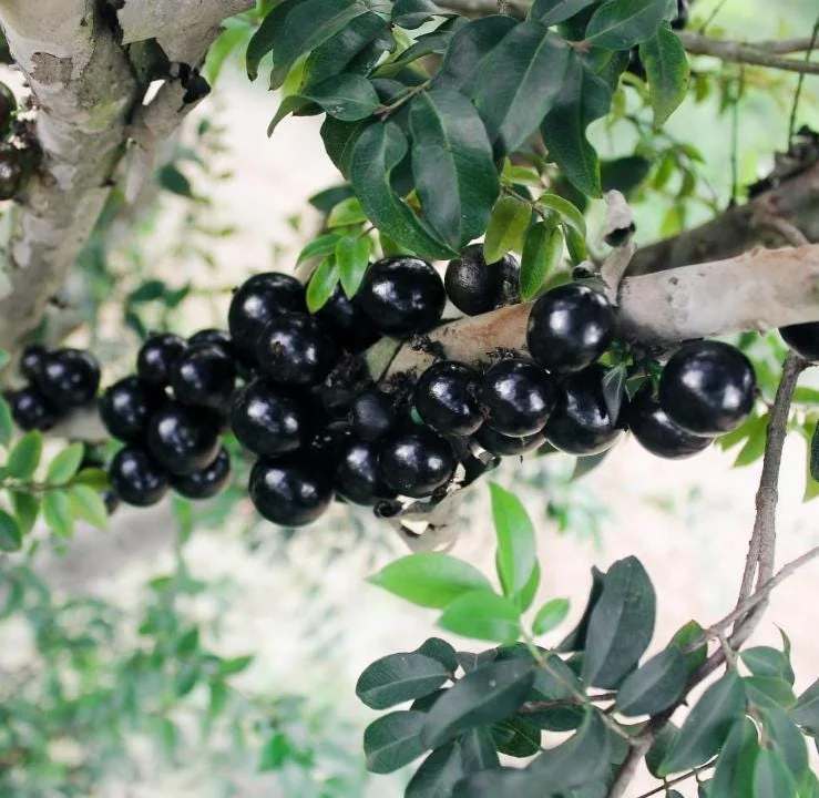 Jaboticaba Live Starter Plant – 1 ft Tall Tropical Fruit Tree – Rooted - Image 2