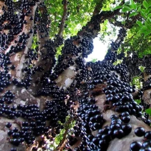 Jaboticaba Live Starter Plant – 1 ft Tall Tropical Fruit Tree – Rooted - Image 3