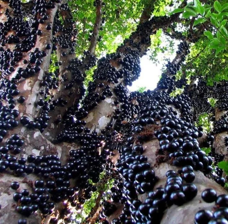 Jaboticaba Live Starter Plant – 1 ft Tall Tropical Fruit Tree – Rooted - Image 3