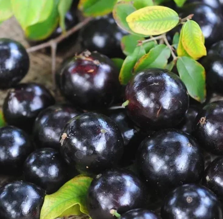 Jaboticaba Live Starter Plant – 1 ft Tall Tropical Fruit Tree – Rooted - Image 4