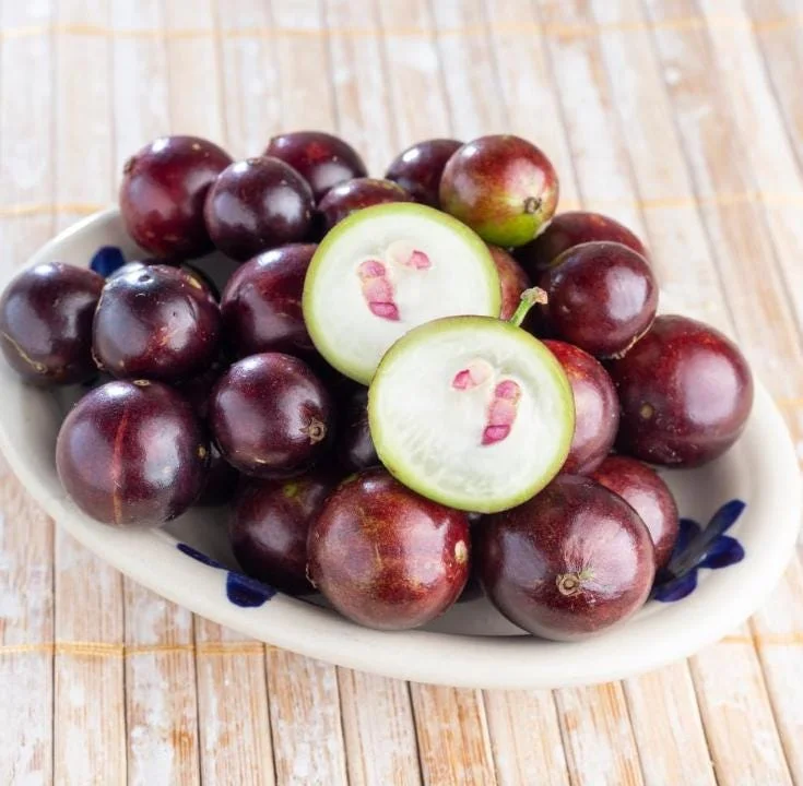 Jaboticaba Live Starter Plant – 1 ft Tall Tropical Fruit Tree – Rooted - Image 5