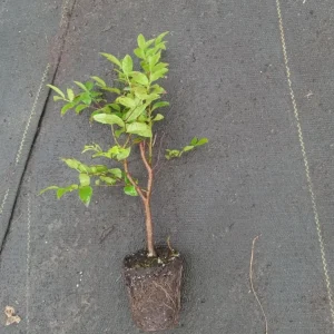 Jaboticaba Live Starter Plant – 1 ft Tall Tropical Fruit Tree – Rooted - Image 6