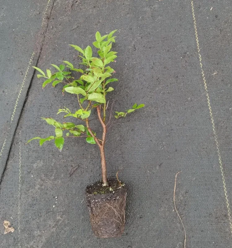 Jaboticaba Live Starter Plant – 1 ft Tall Tropical Fruit Tree – Rooted - Image 6