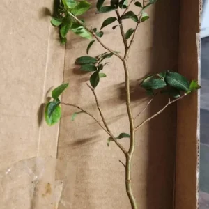 Jaboticaba Live Starter Plant – 1 ft Tall Tropical Fruit Tree – Rooted - Image 7