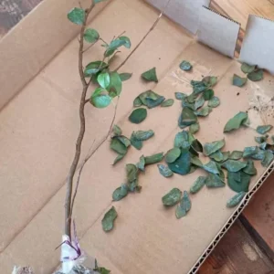 Jaboticaba Live Starter Plant – 1 ft Tall Tropical Fruit Tree – Rooted - Image 8