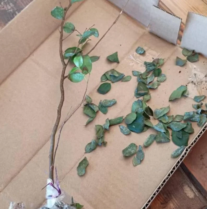 Jaboticaba Live Starter Plant – 1 ft Tall Tropical Fruit Tree – Rooted - Image 8