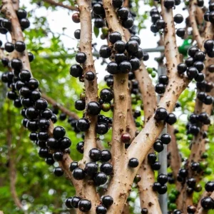 Jaboticaba Live Starter Plant – 1 ft Tall Tropical Fruit Tree – Rooted - Image 1
