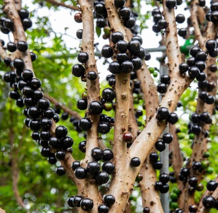 Jaboticaba Live Starter Plant – 1 ft Tall Tropical Fruit Tree – Rooted - Image 1