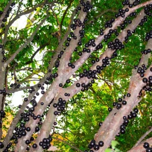Jaboticaba Tree Live Plant – 1 ft Tall Starter – Fruit & Ornamental – Outdoor - Image 2