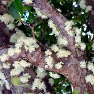 Jaboticaba Tree Live Plant – 1 ft Tall Starter – Fruit & Ornamental – Outdoor - Image 3