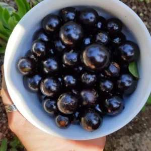 Jaboticaba Tree Live Plant – 1 ft Tall Starter – Fruit & Ornamental – Outdoor - Image 4