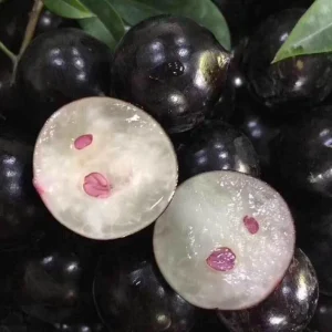 Jaboticaba Tree Live Plant – 1 ft Tall Starter – Fruit & Ornamental – Outdoor - Image 5