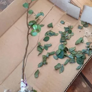 Jaboticaba Tree Live Plant – 1 ft Tall Starter – Fruit & Ornamental – Outdoor - Image 7