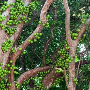 Jaboticaba Tree Live Plant – 1 ft Tall Starter – Fruit & Ornamental – Outdoor - Image 9