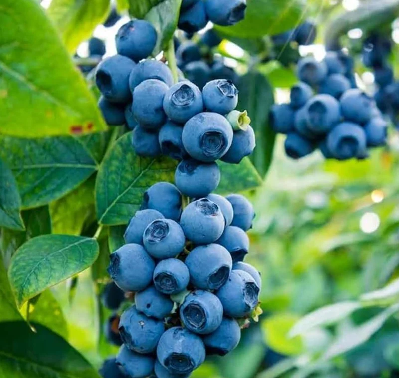 Jewel Blueberry Bush Live Plant – Southern Highbush – 4-6 inch Starter Plant – Outdoor - Image 3