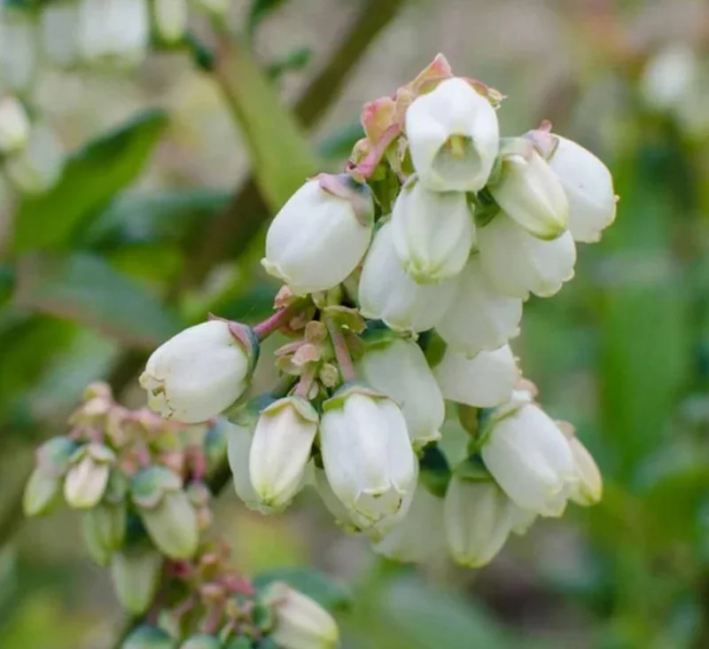 Jewel Blueberry Bush Live Plant – Southern Highbush – 4-6 inch Starter Plant – Outdoor - Image 5