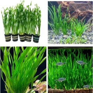 Jungle Vallisneria Live Aquatic Plant - 12 Stems, 4-6 inches - Easy Aquarium Background Plant - Image 2