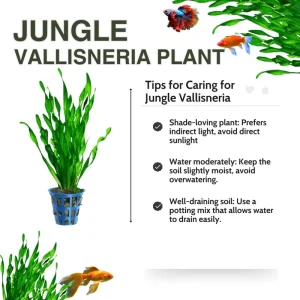 Jungle Vallisneria Live Aquatic Plant - 12 Stems, 4-6 inches - Easy Aquarium Background Plant - Image 3