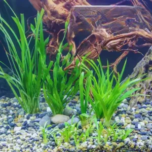 Jungle Vallisneria Live Aquatic Plant - 12 Stems, 4-6 inches - Easy Aquarium Background Plant - Image 4