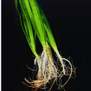 Jungle Vallisneria Live Aquatic Plant - 12 Stems, 4-6 inches - Easy Aquarium Background Plant - Image 5