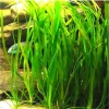 Jungle Vallisneria Live Aquatic Plant - 12 Stems, 4-6 inches - Easy Aquarium Background Plant - Image 1