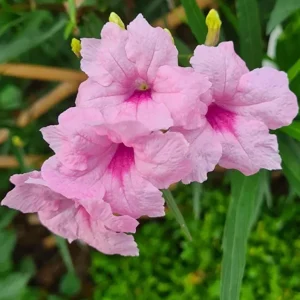 Katie's Dwarf Pink Ruellia Live Plants – Set of 3 Starters, 3-6