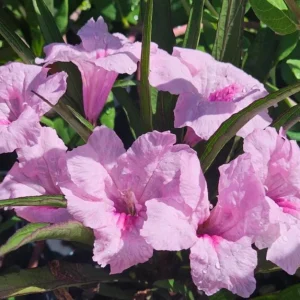 Katie's Dwarf Pink Ruellia Live Plants – Set of 3 Starters, 3-6