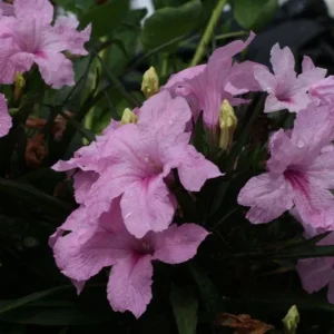 Katie's Dwarf Pink Ruellia Live Plants – Set of 3 Starters, 3-6
