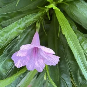 Katie's Dwarf Pink Ruellia Live Plants – Set of 3 Starters, 3-6