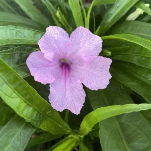 Katie's Dwarf Pink Ruellia Live Plants – Set of 3 Starters, 3-6
