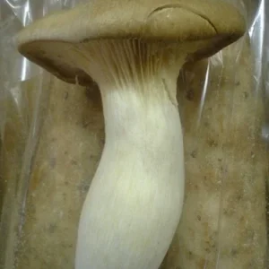 King Oyster Mushroom Spores Spawn (Eryngii) - Mycelium on Dry Seeds - Image 1