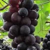 Kyoho Grape Vine Cuttings - 3 Pack Edible Fruit Vitis Live Plant Outdoor - Image 1