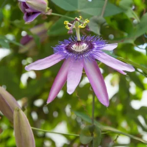 Lady Lavender Passionflower Live Vine – Passiflora Starter Plant – 4-6" Tall – Exotic Purple Flowers - Image 2