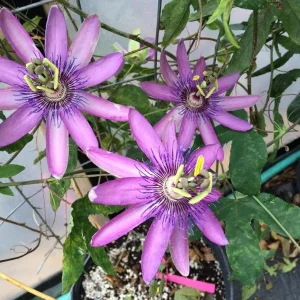 Lady Lavender Passionflower Live Vine – Passiflora Starter Plant – 4-6