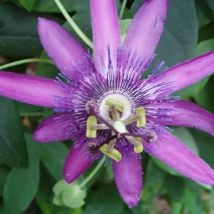 Lady Lavender Passionflower Live Vine – Passiflora Starter Plant – 4-6