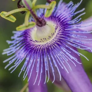 Lady Lavender Passionflower Live Vine – Passiflora Starter Plant – 4-6