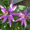 Lady Lavender Passionflower Live Vine – Passiflora Starter Plant – 4-6" Tall – Exotic Purple Flowers - Image 1